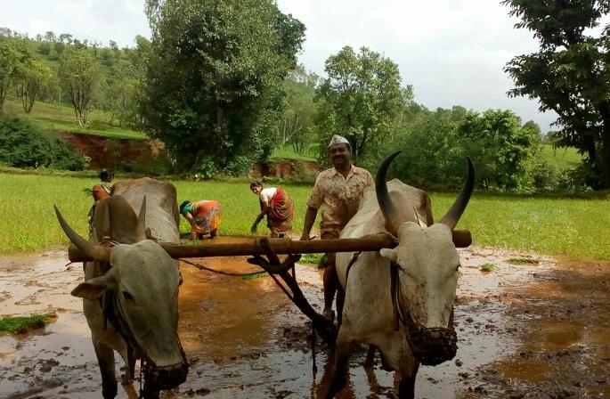 The crisis of double taxation escapes; Product concern! | दुबारचे संकट टळले; उत्पादनाची चिंता !